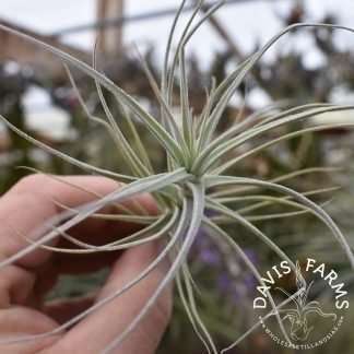 Tillandsia purpurea # 16