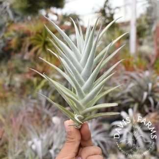 Tillandsia purpurea # 8