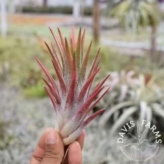 Tillandsia ionantha vanhyningii type 2 air plant