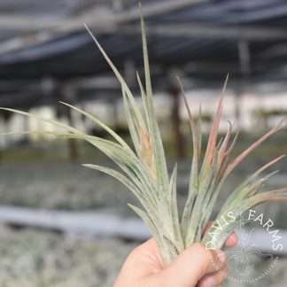 ionantha x caput in bloom