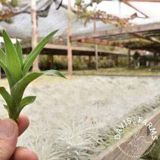 Catopsis morreniana