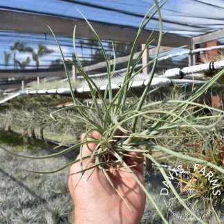 Tillandsia baileyi