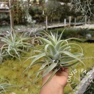 Tillandsia cacticola green tall form