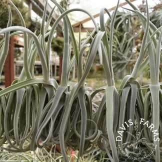 Tillandsia duratii thick leaf giant clone