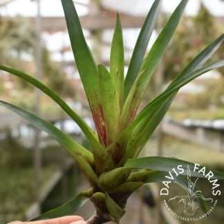 Vriesea corcovadensis
