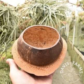 Coco Pot