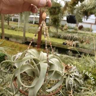 Seashell Tillandsia hanger with hoop