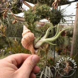 Fasciolaria trapezium