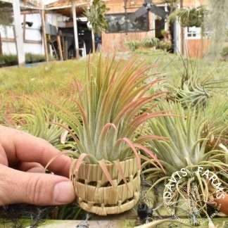 Pandan Pot