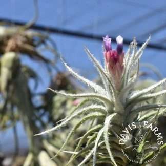 Tillandsia stellifera, bloom