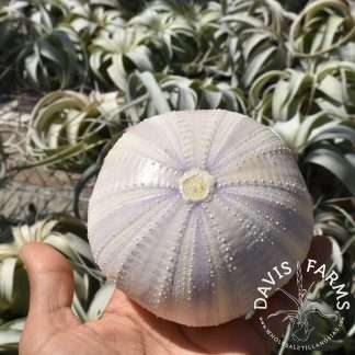 Purple Sea Urchin Shell, large