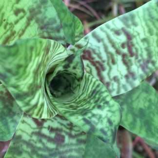 Goudaea ospinae var. gruberi