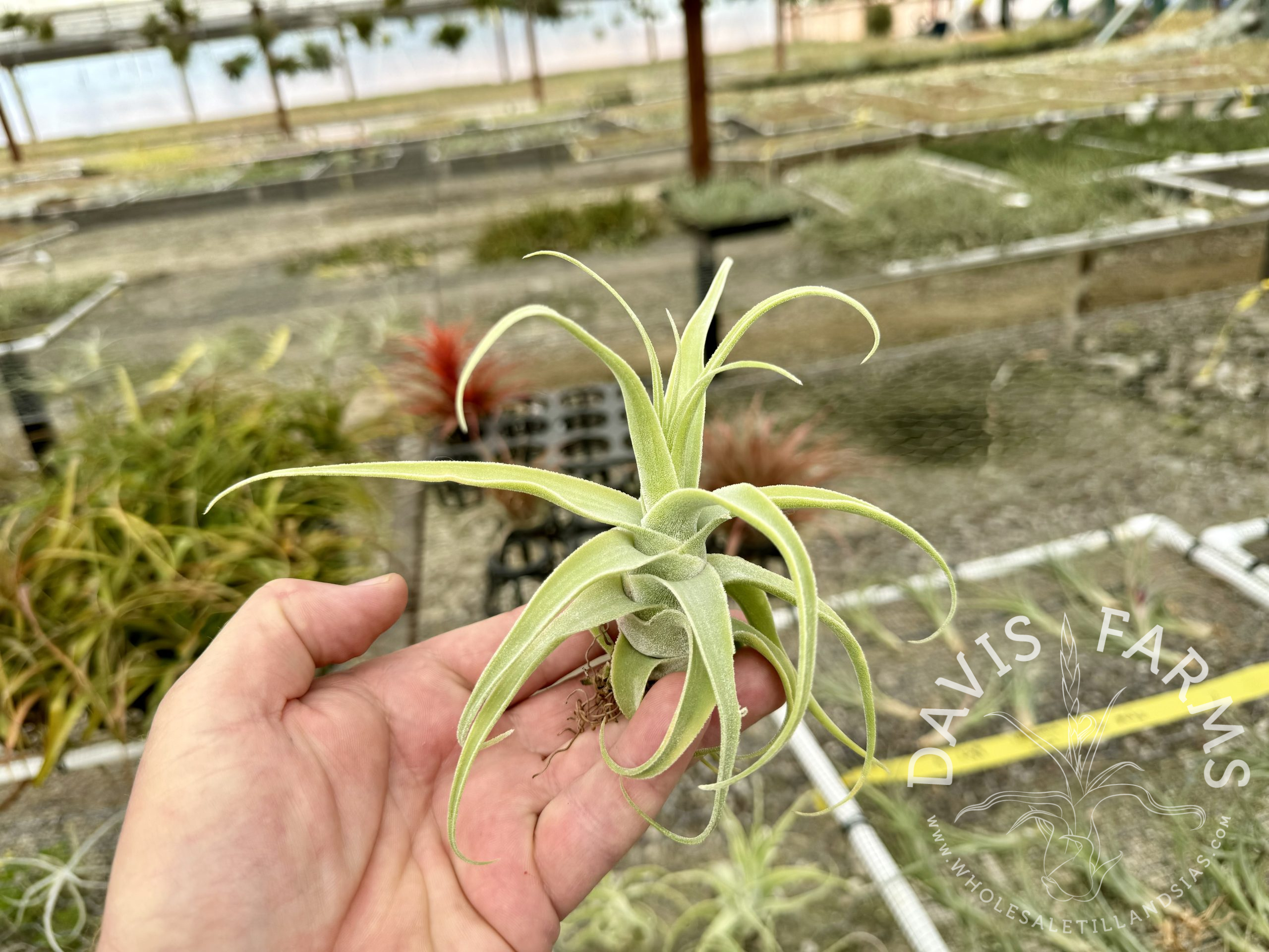 Tillandsia diguetii