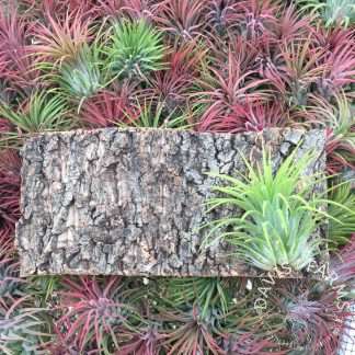 Virgin Cork Bark