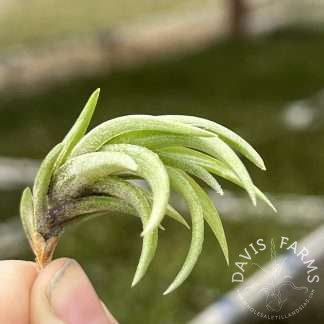 Tillandsia neglecta - Small