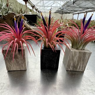 Petrified Wood Tillandsia Pot