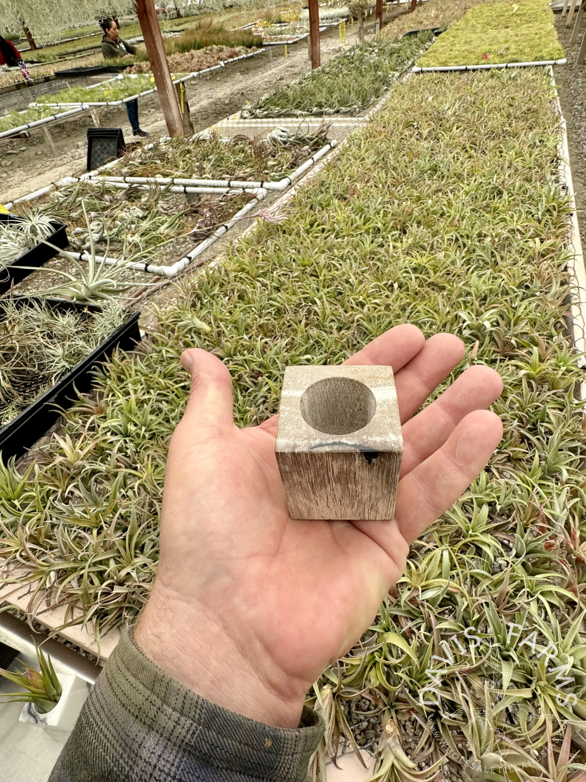 Petrified Wood Air plant Pot