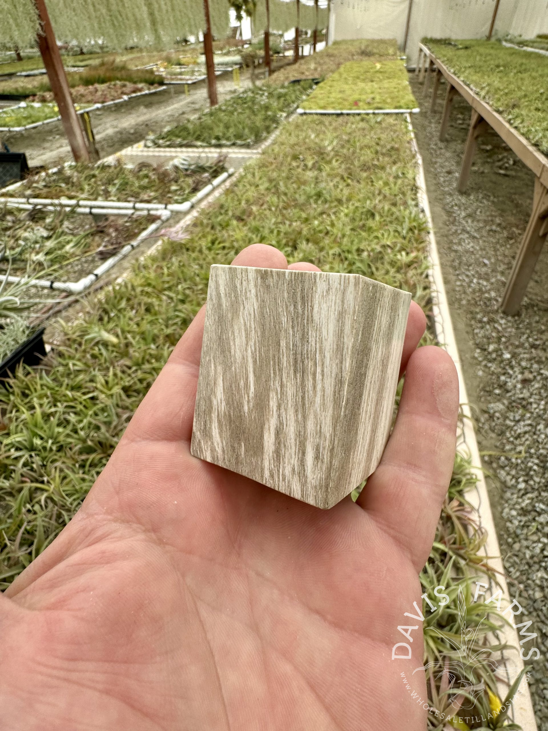 Petrified Wood Tillandsia Pot detail view