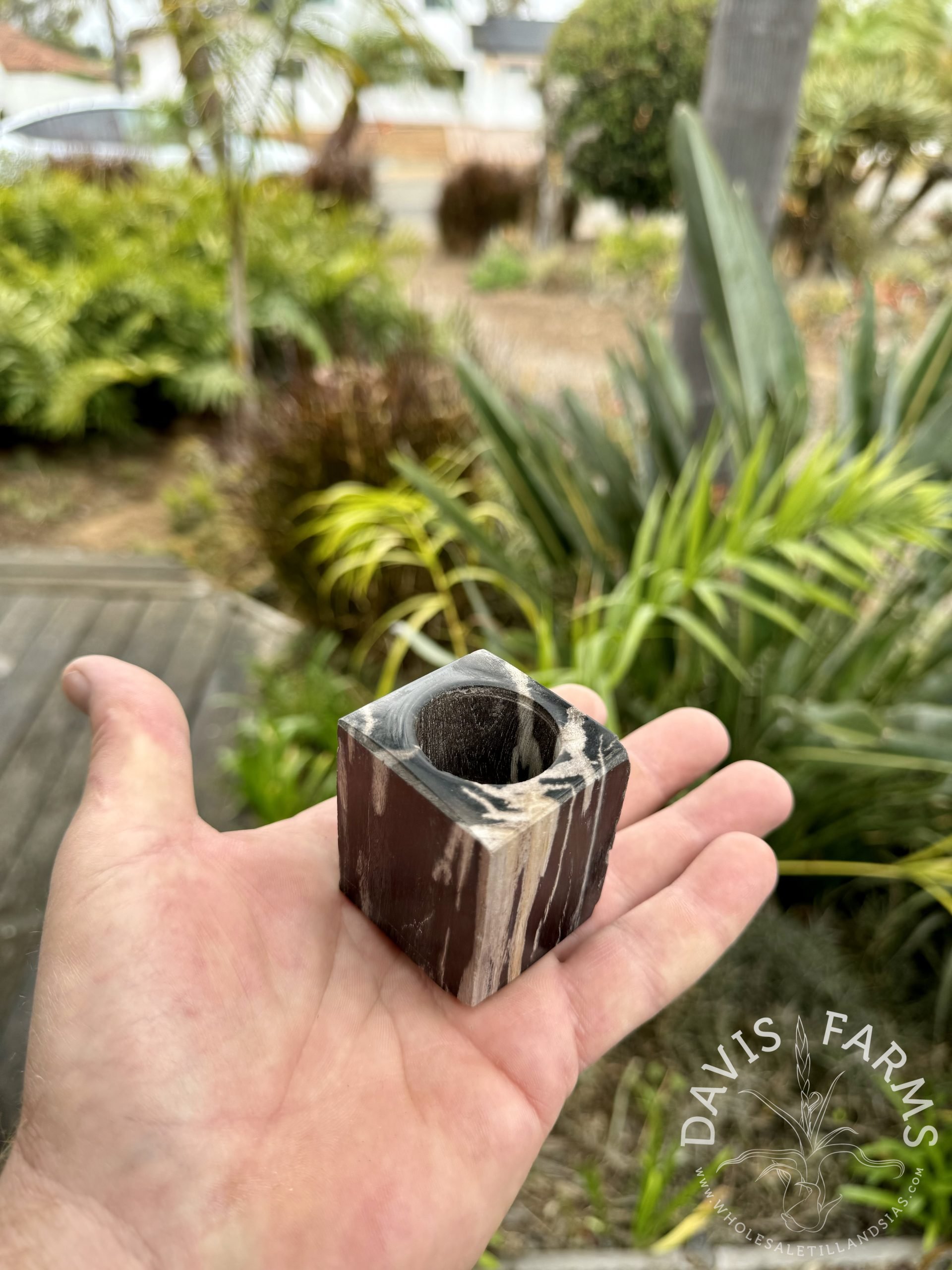 Petrified Wood Tillandsia Pot alternate view