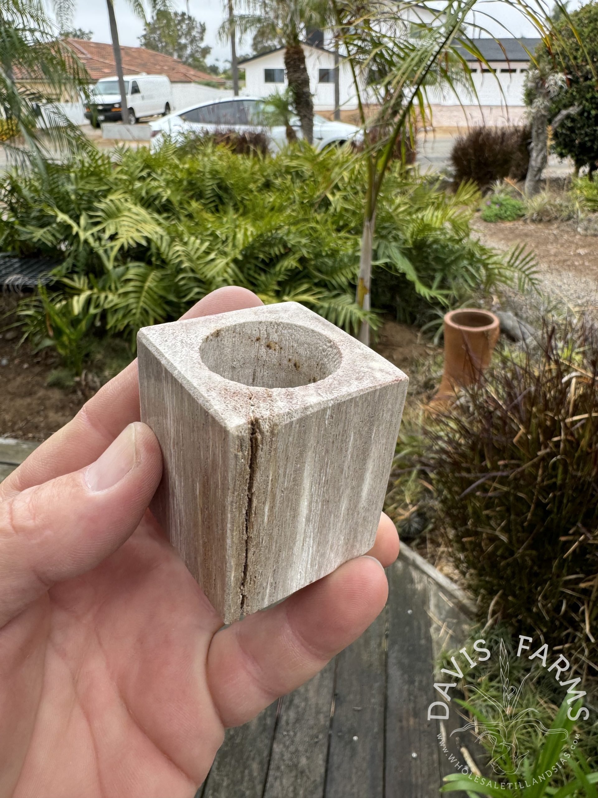 Petrified Wood Tillandsia Pot close-up