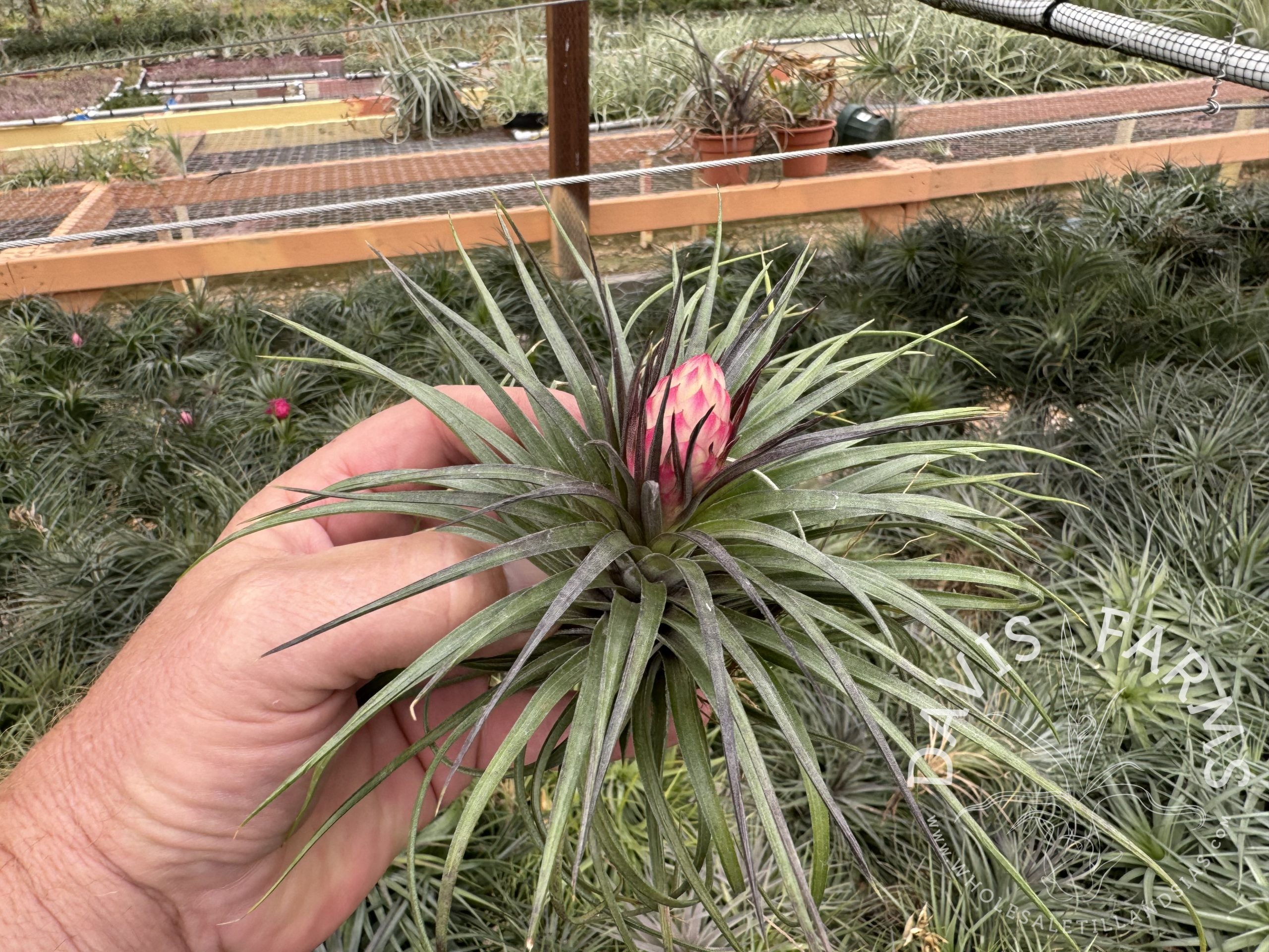 Tillandsia stricta emerald green stiff leaf in low bud