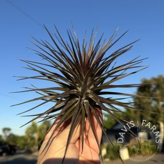 Tillandsia tenuifolia Amethyst