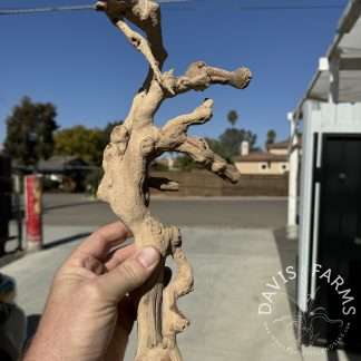 Sandblasted grapevine