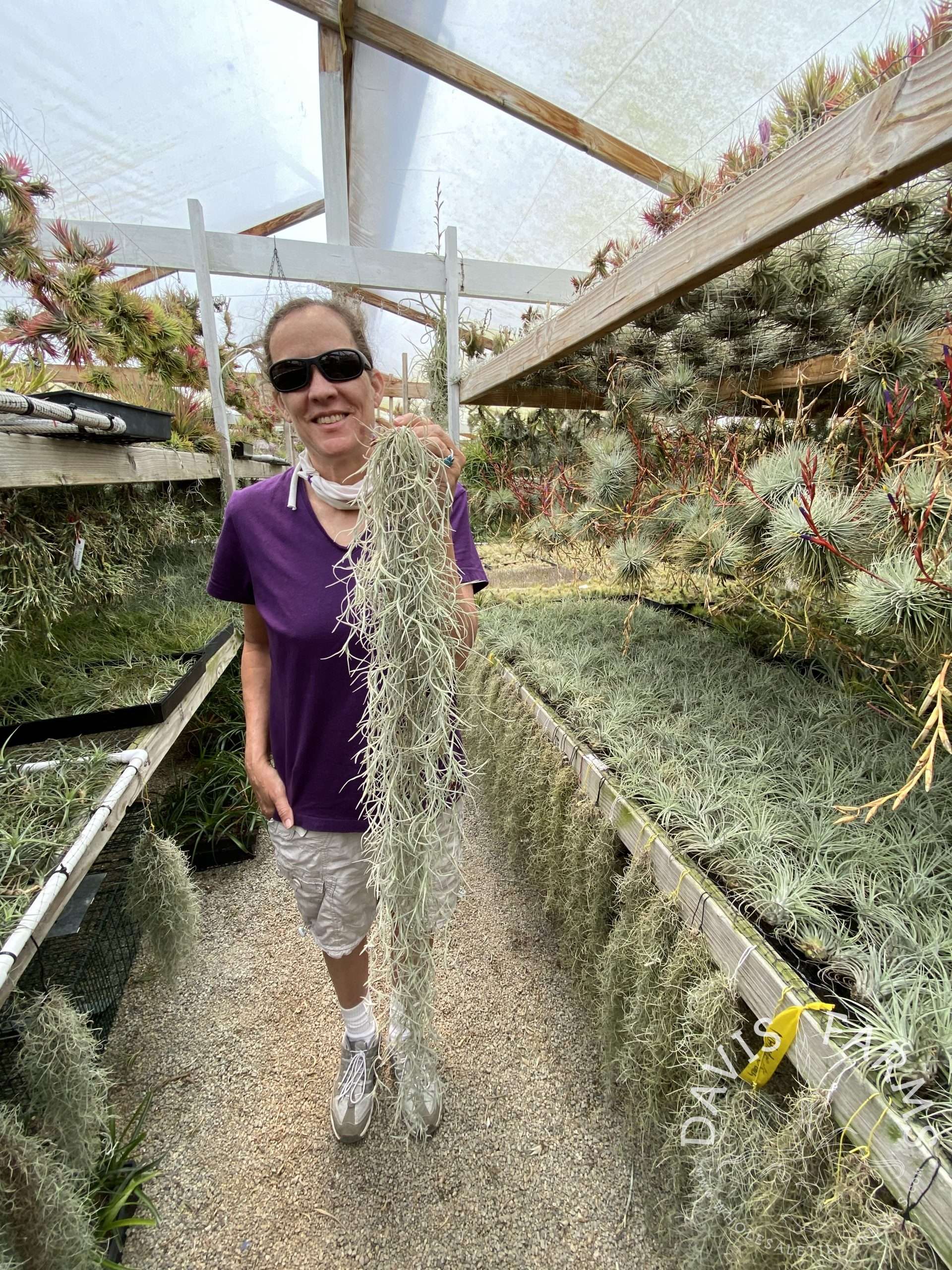Tillandsia usneoides super thick form