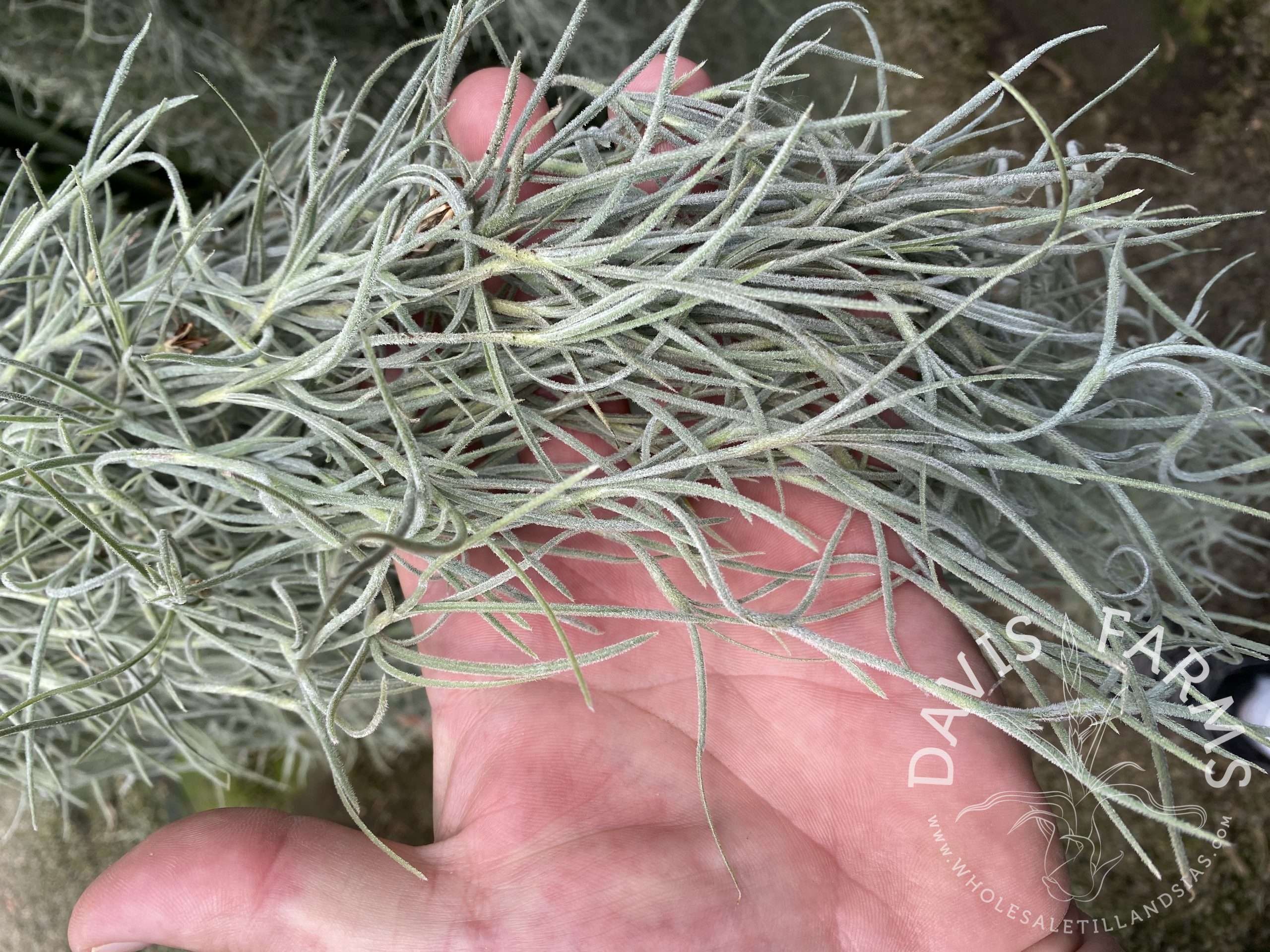 Tillandsia usneoides super thick form