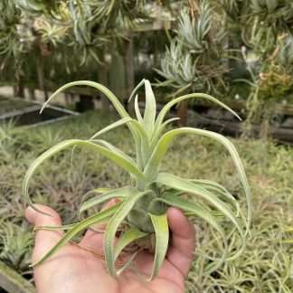 Tillandsia streptophylla medium