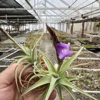 Tillandsia streptocarpa Fat Boy IN BLOOM