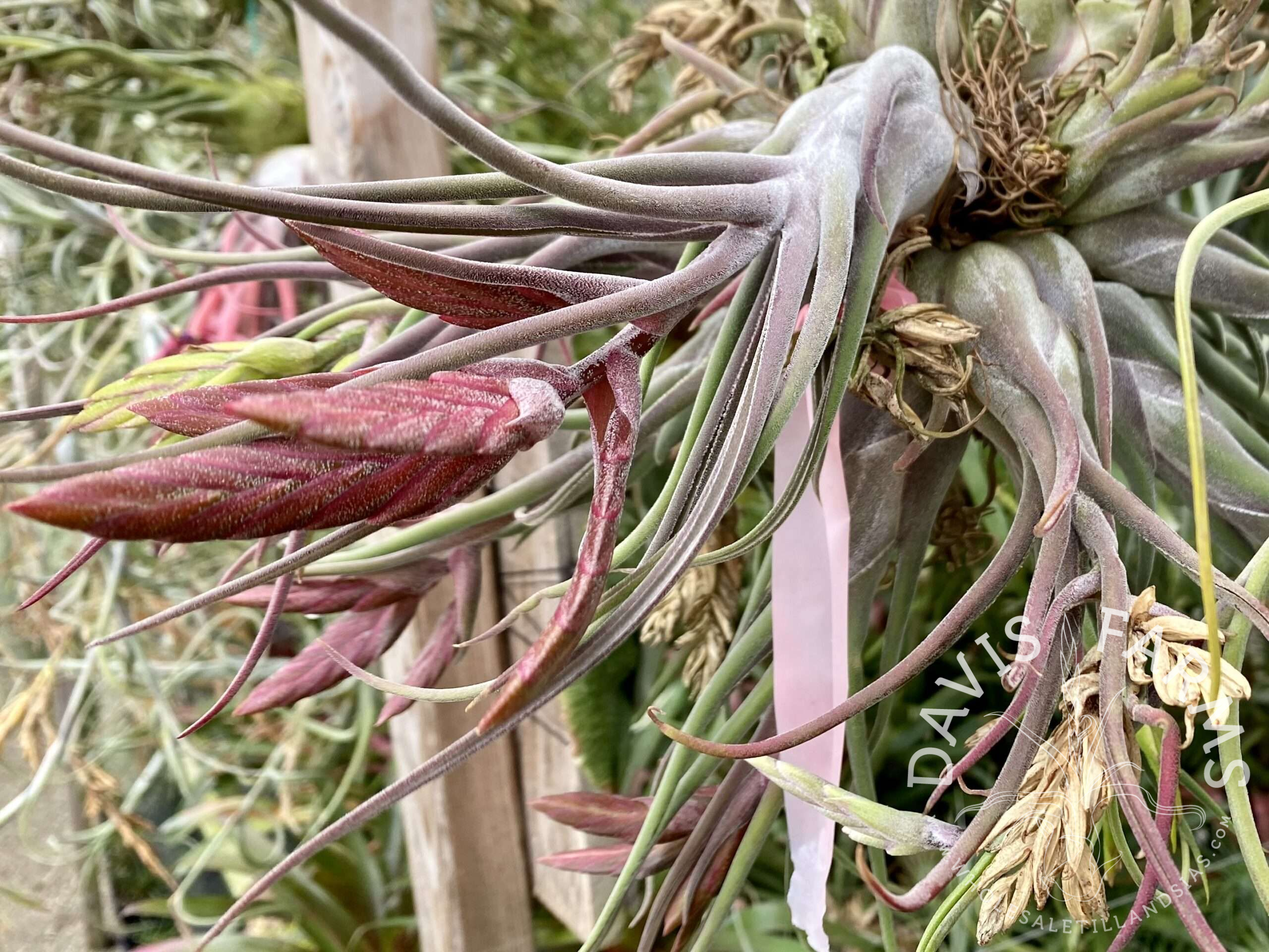 Close-up detail of the deep crimson curling leaves of Tillandsia Vulcan's Throne