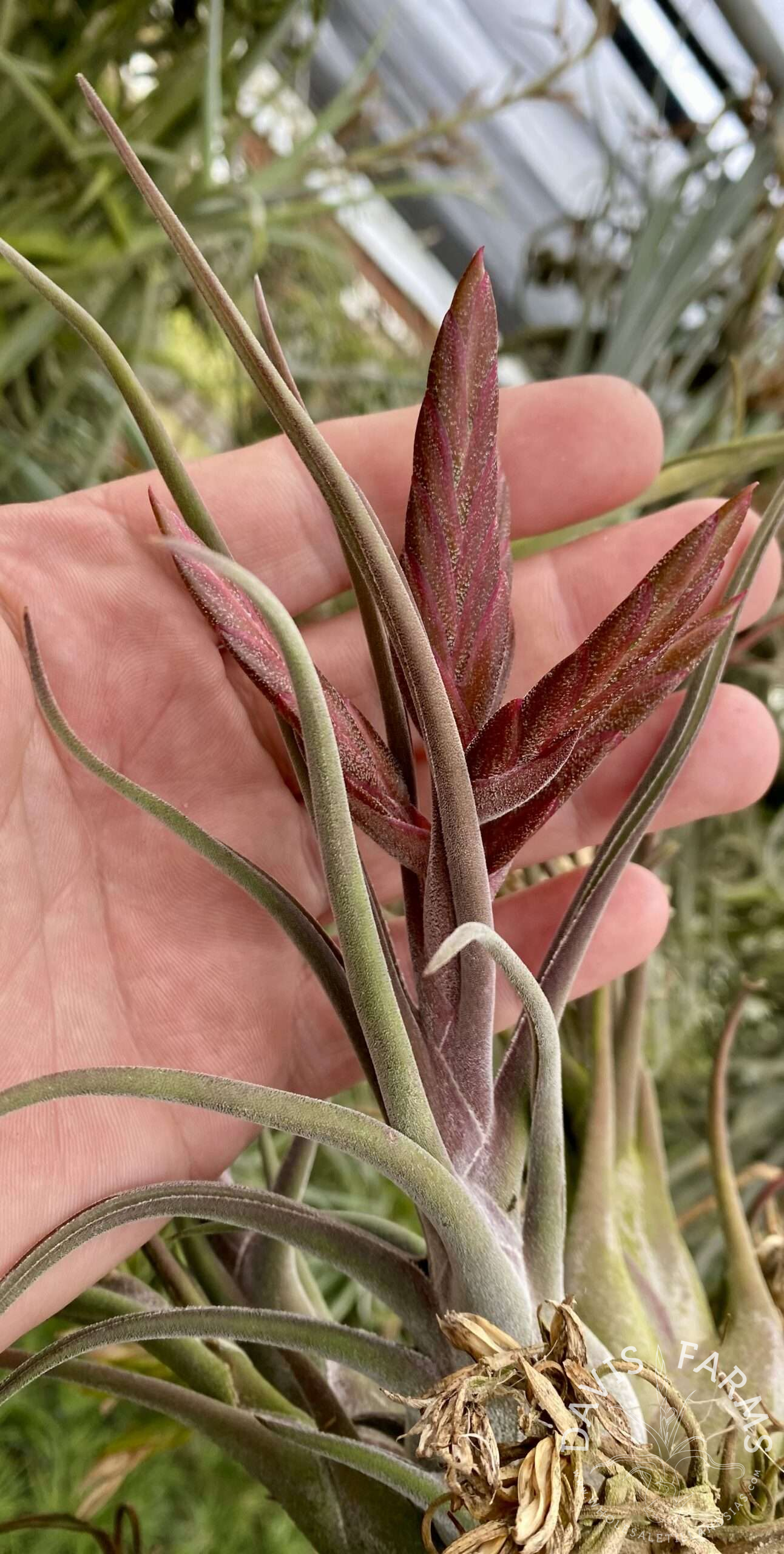 Hand holding Tillandsia Vulcan's Throne showing crimson red new leaf growth