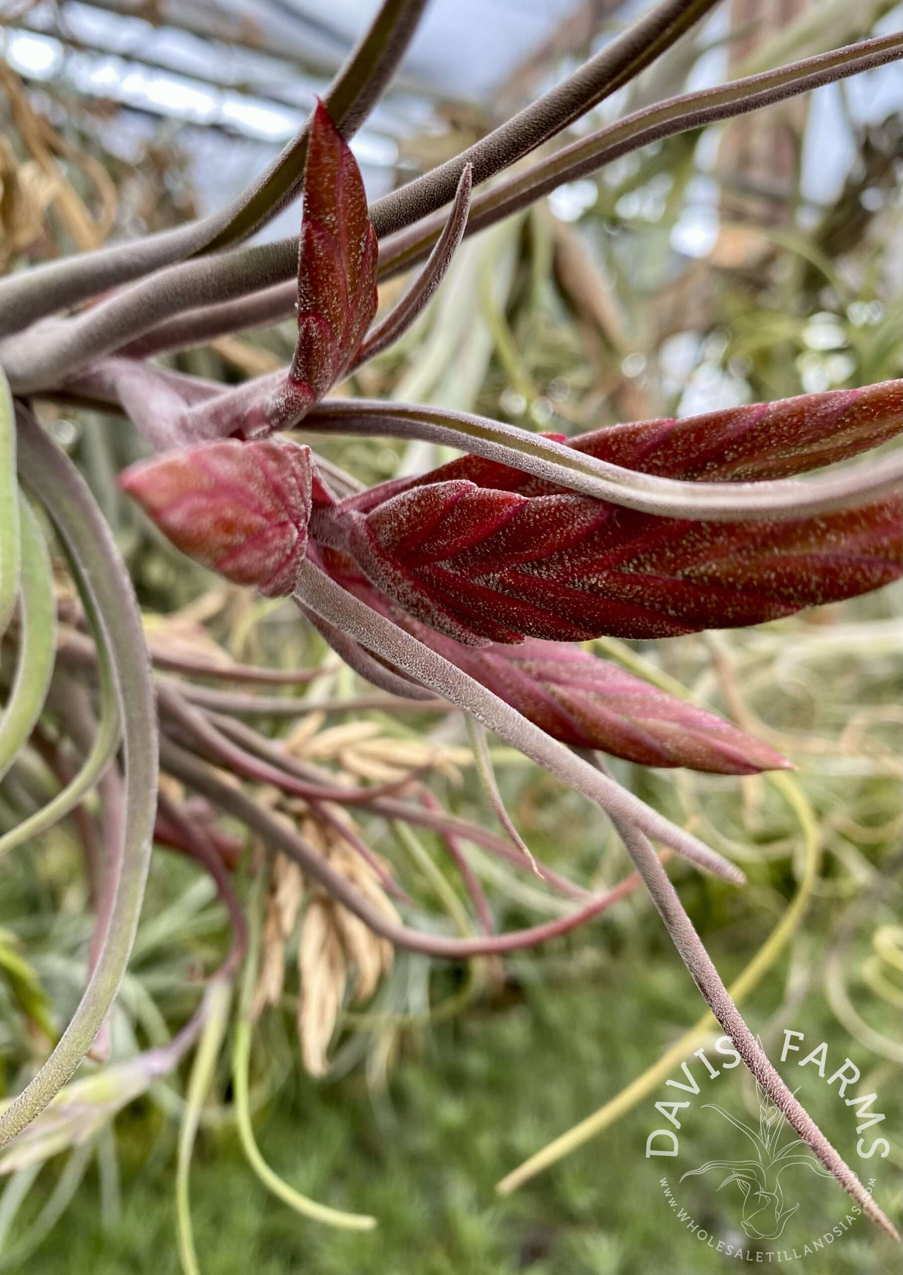 Close-up of Tillandsia Vulcan's Throne with deep red emerging inflorescence bracts