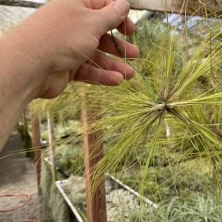 Tillandsia remota
