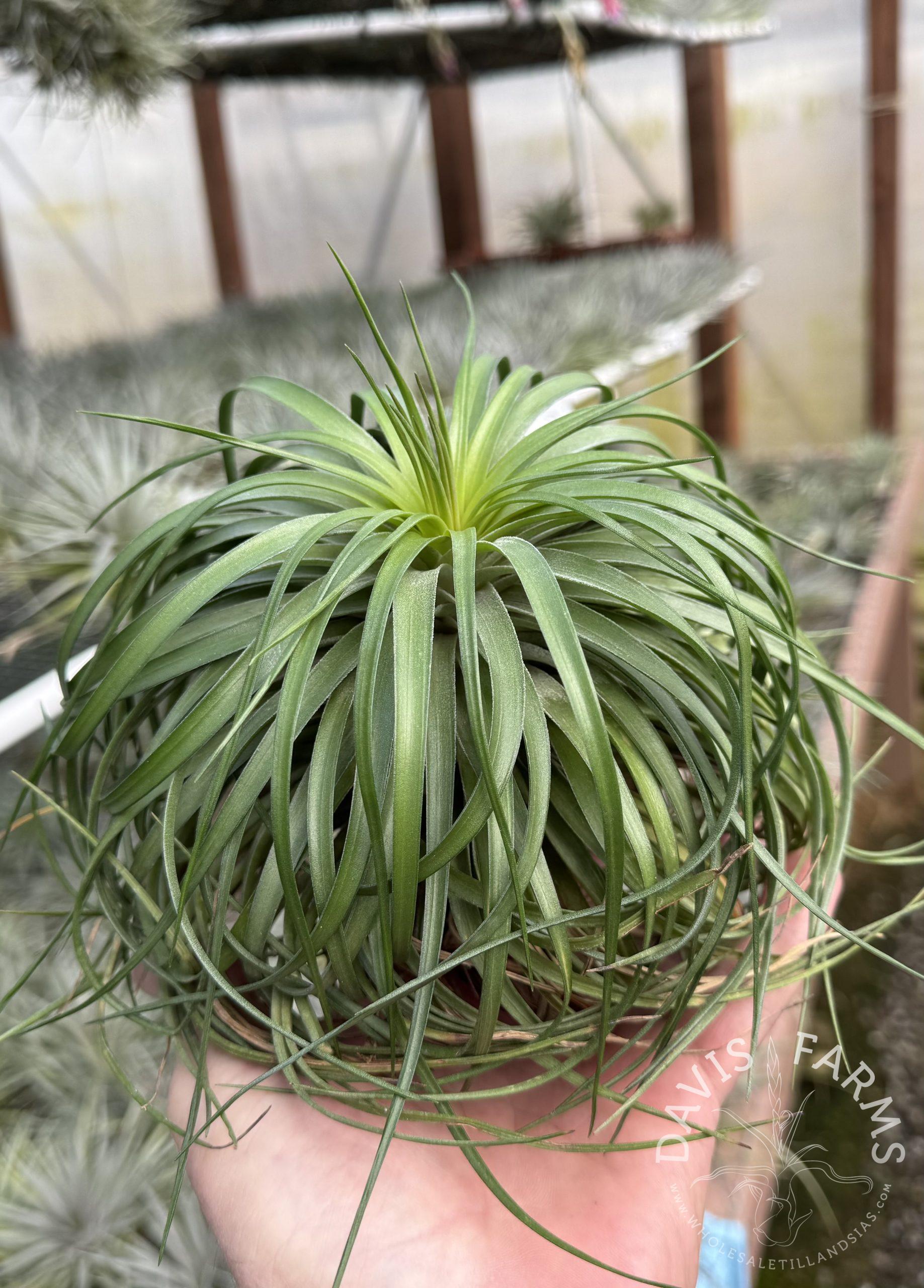 Tillandsia Stricta ‘Cousin It’ air plant