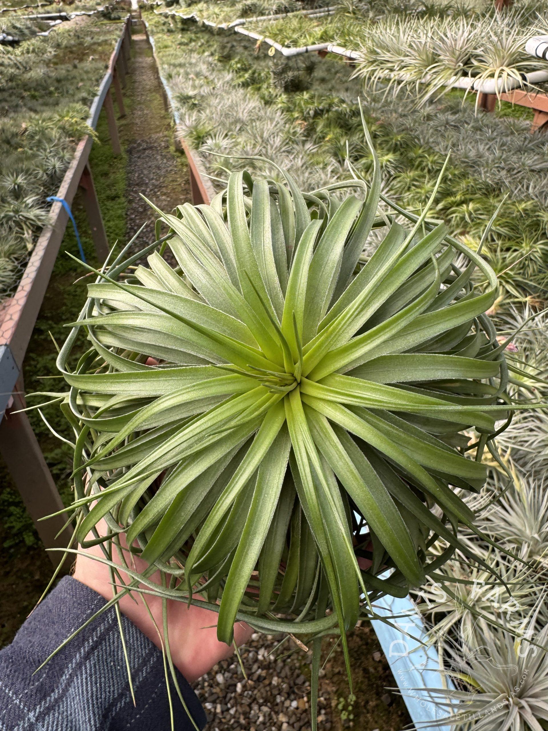 Tillandsia Stricta ‘Cousin It’
