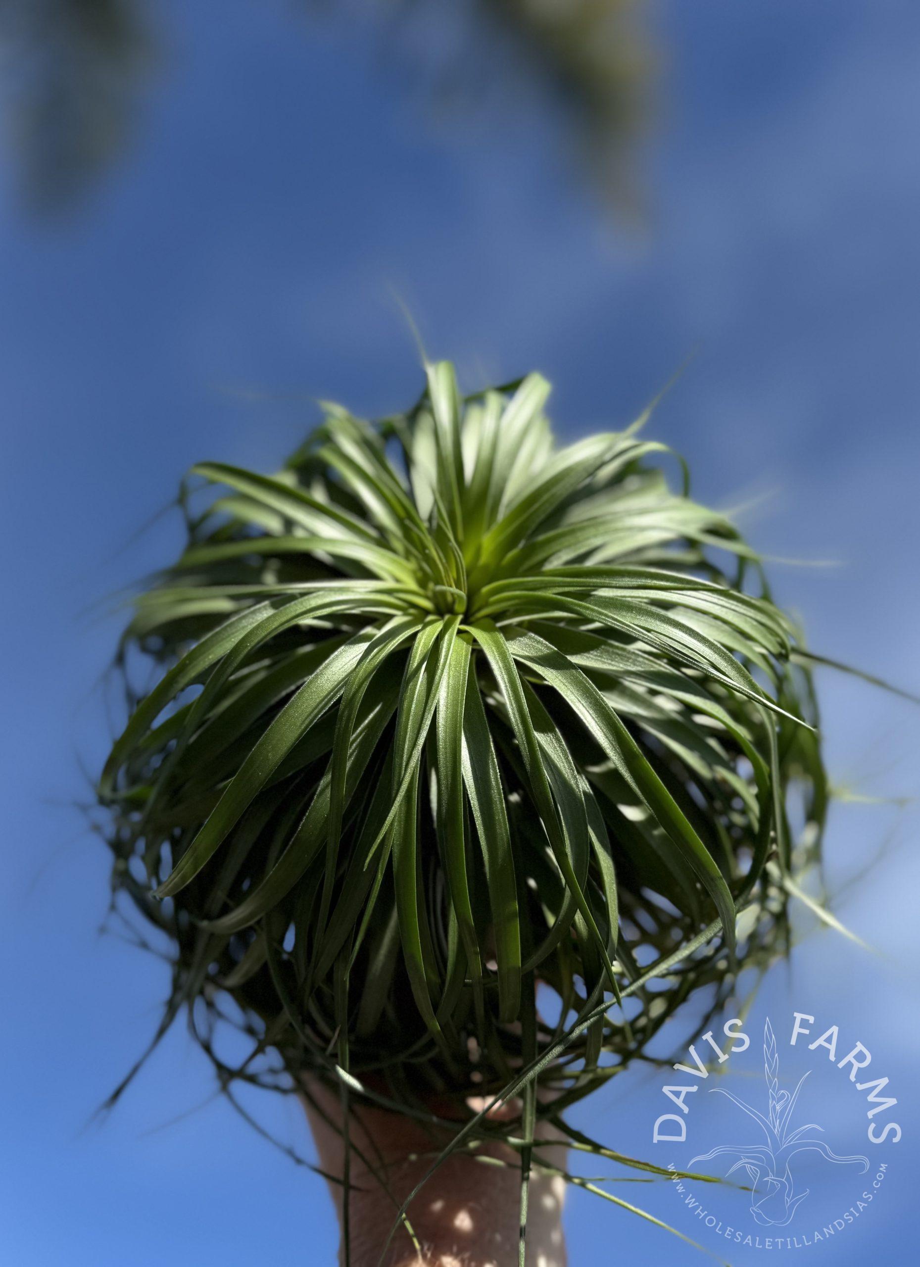 Tillandsia Stricta ‘Cousin It’ air plant close-up