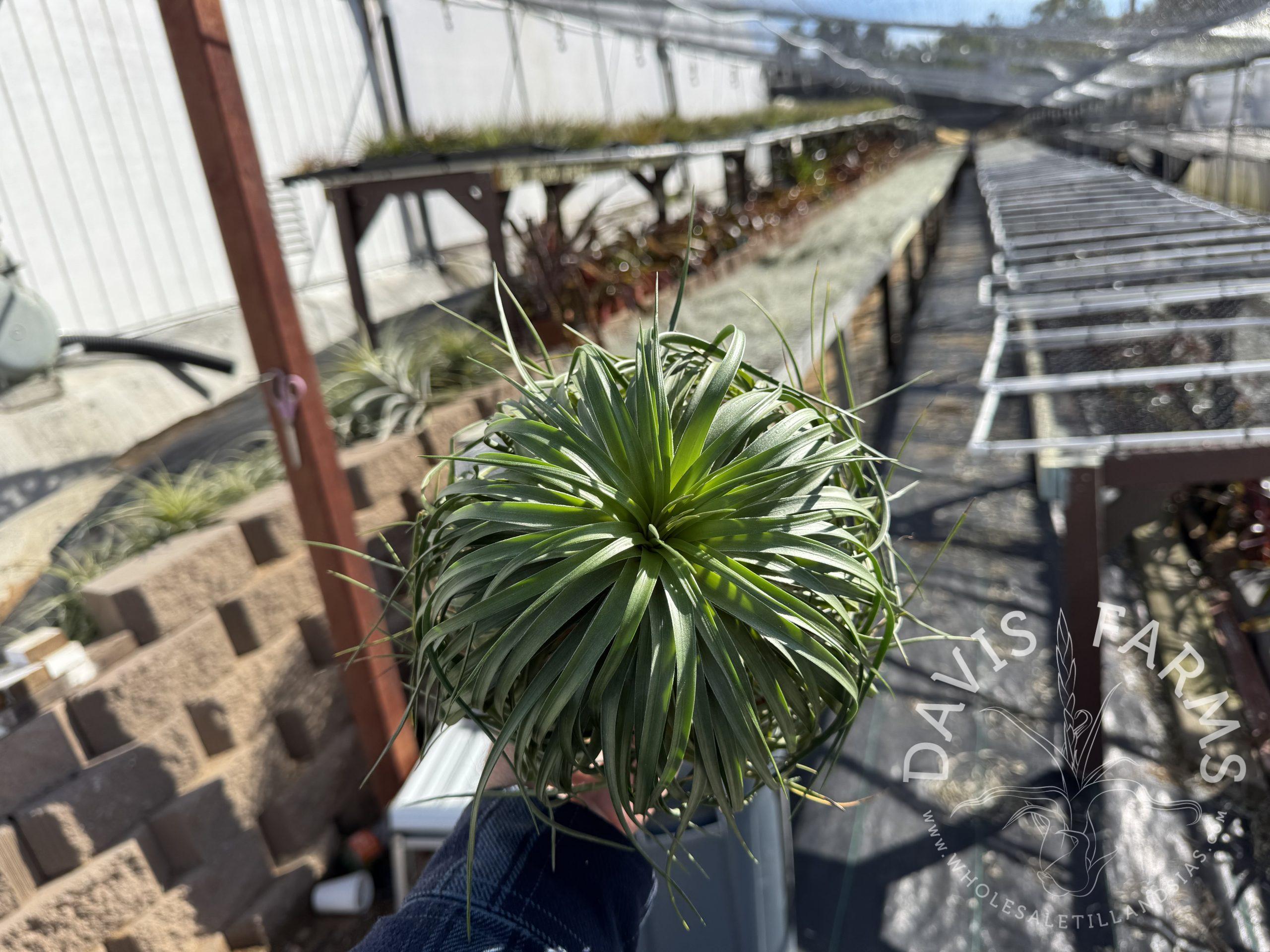 Tillandsia Stricta ‘Cousin It’ air plant, live specimen