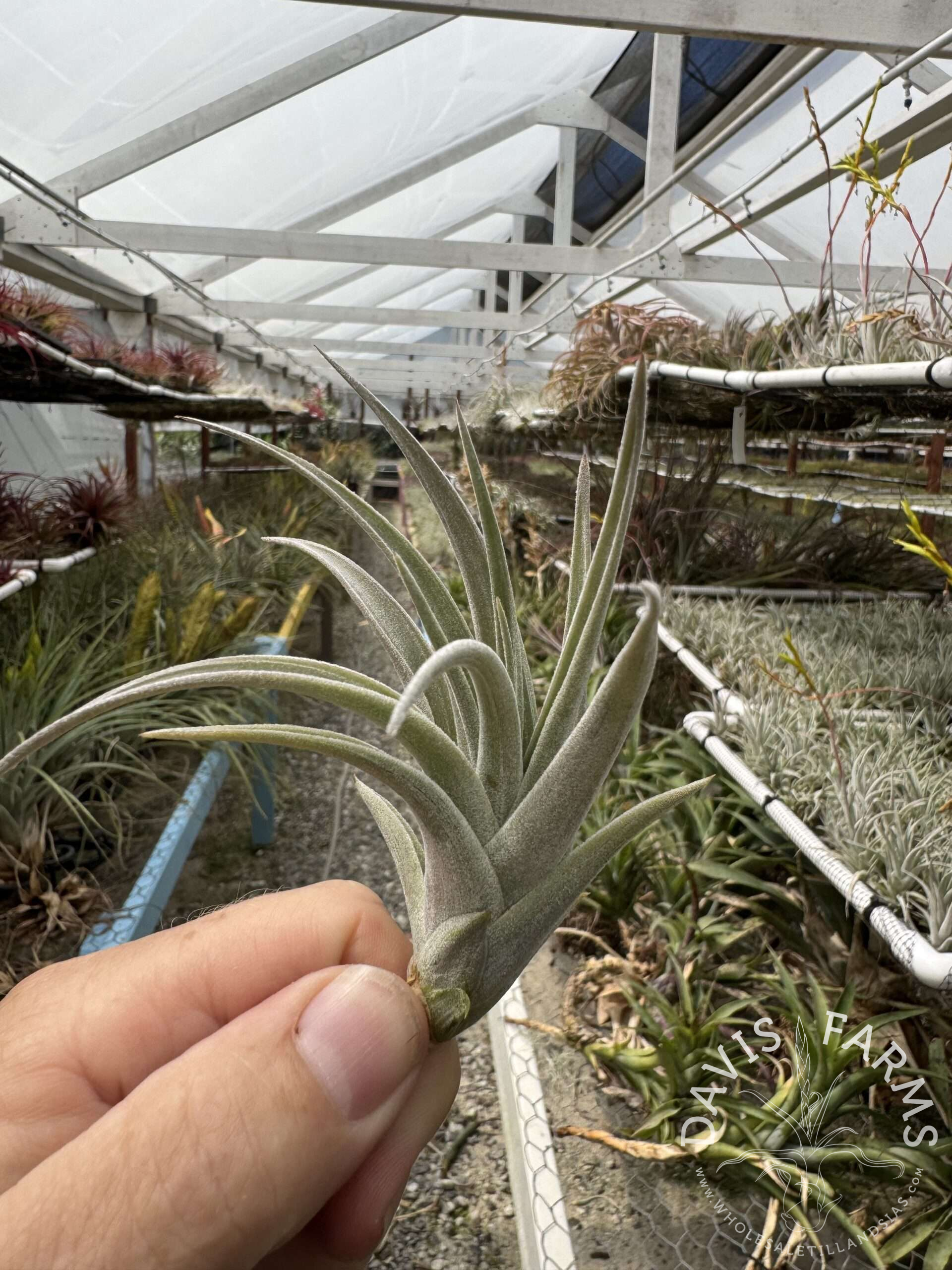 Tillandsia karwinskyana air plant close-up