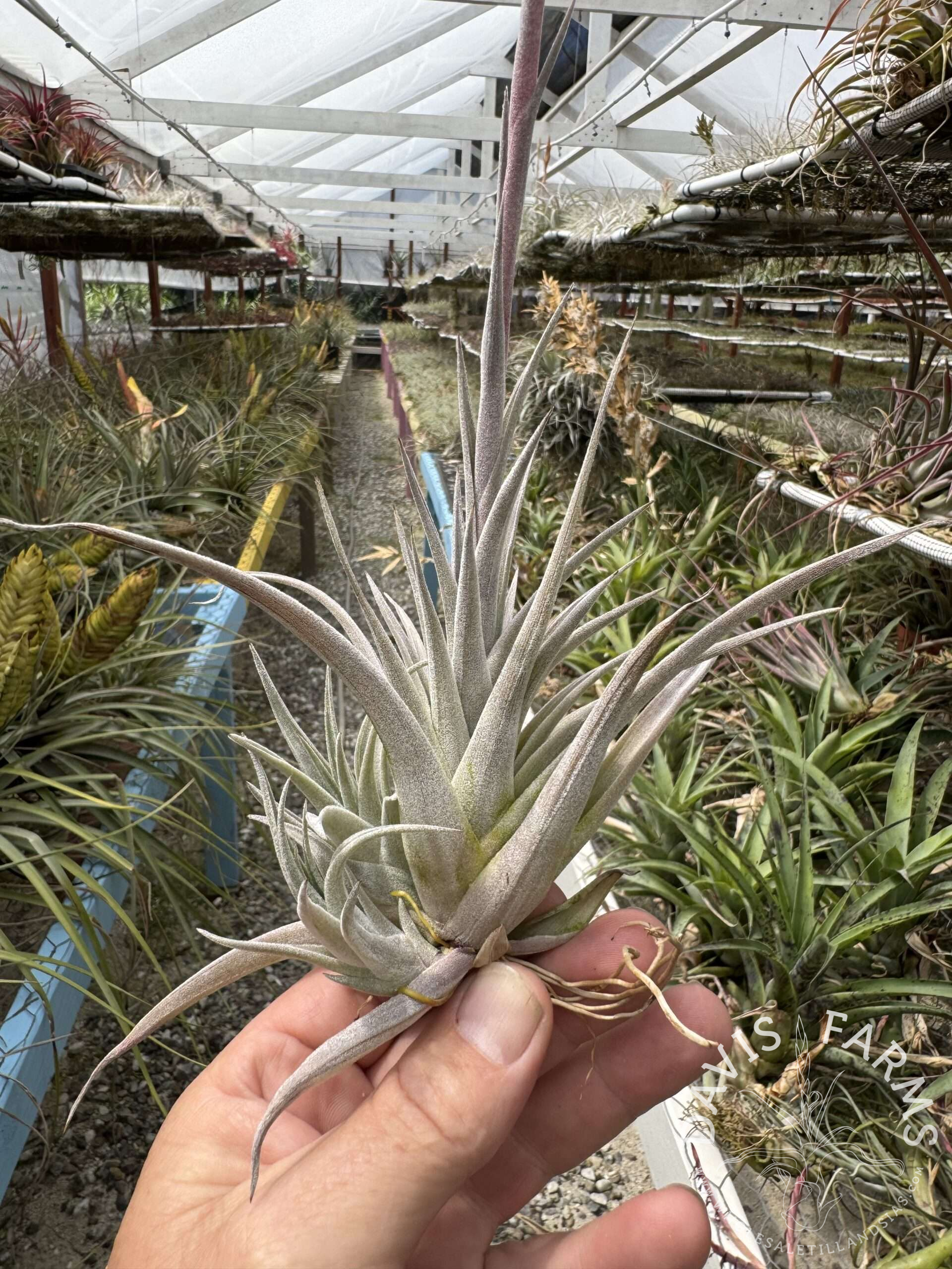 Tillandsia karwinskyana