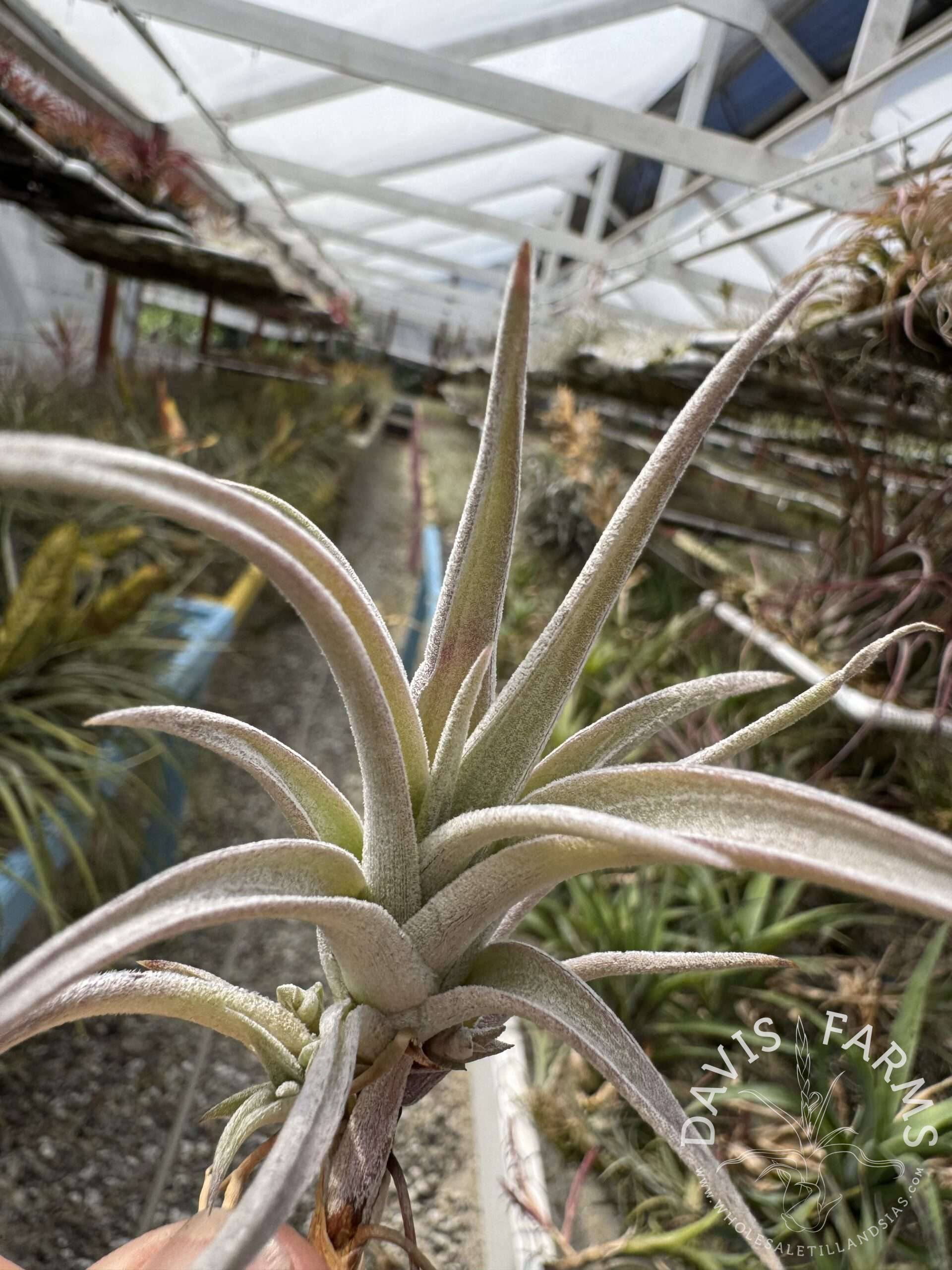 Tillandsia karwinskyana air plant