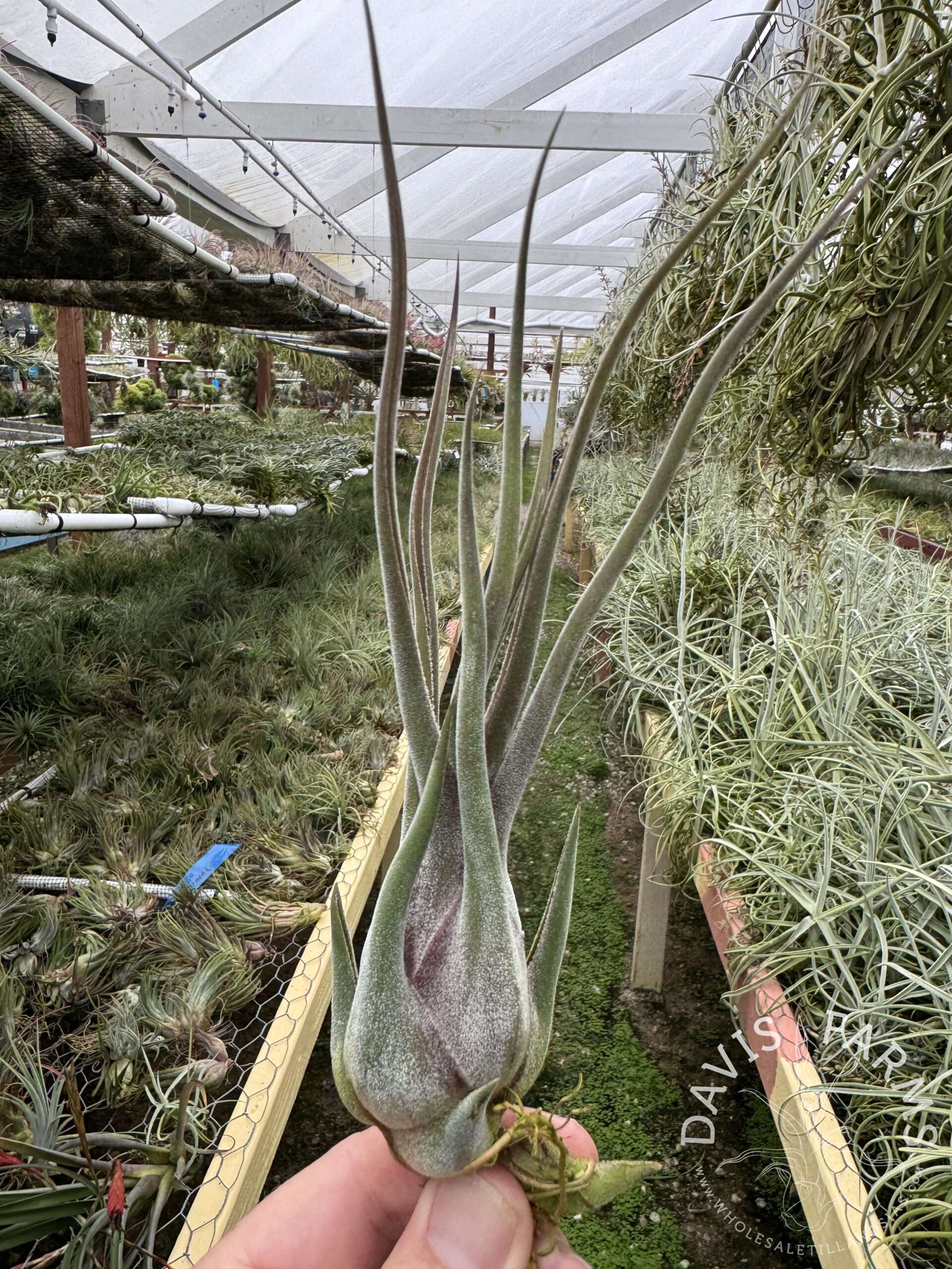 Tillandsia Vulcan's Throne air plant held up in greenhouse showing long silvery twisting leaves