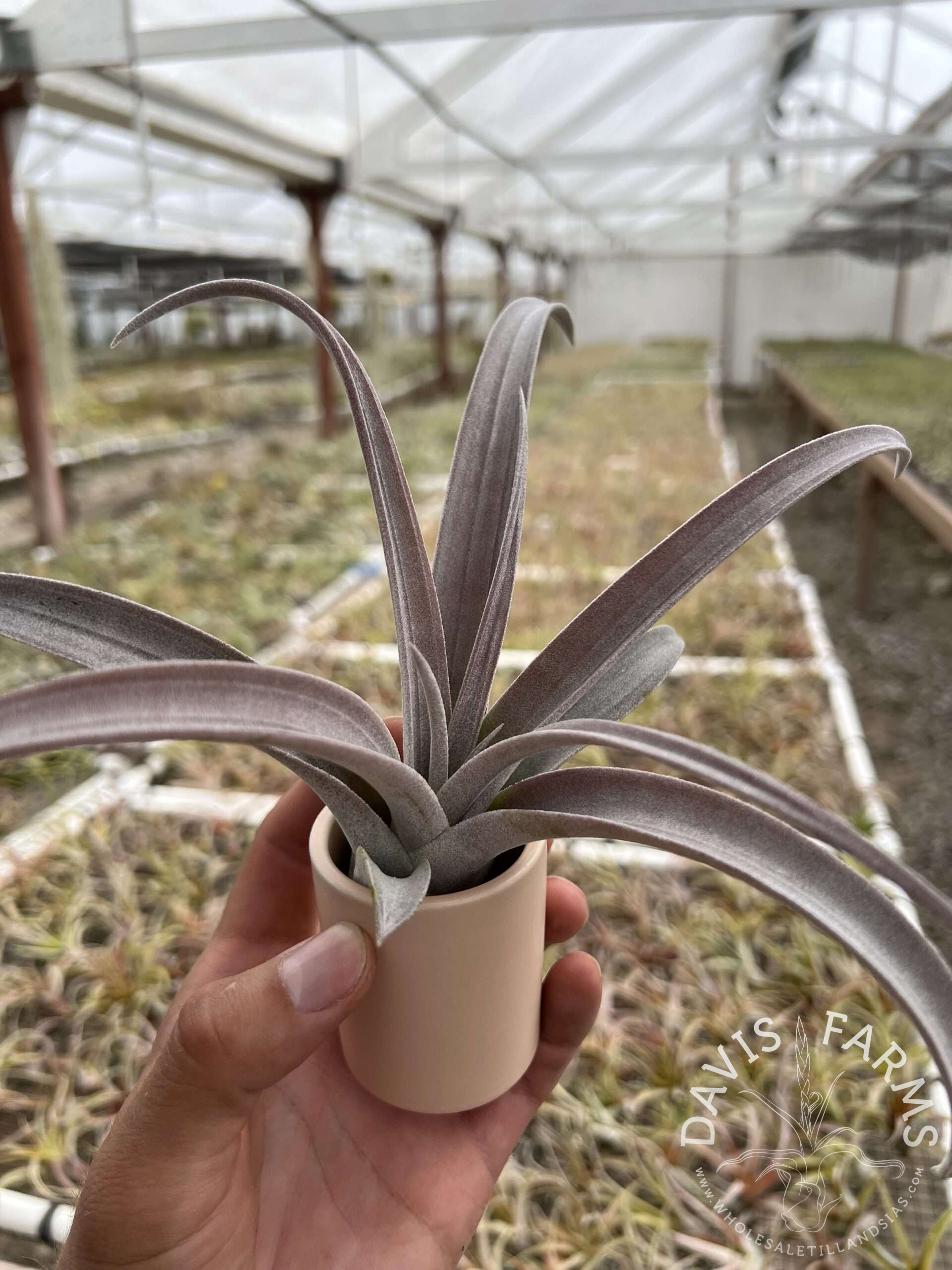 Limited Edition Ceramic Pot