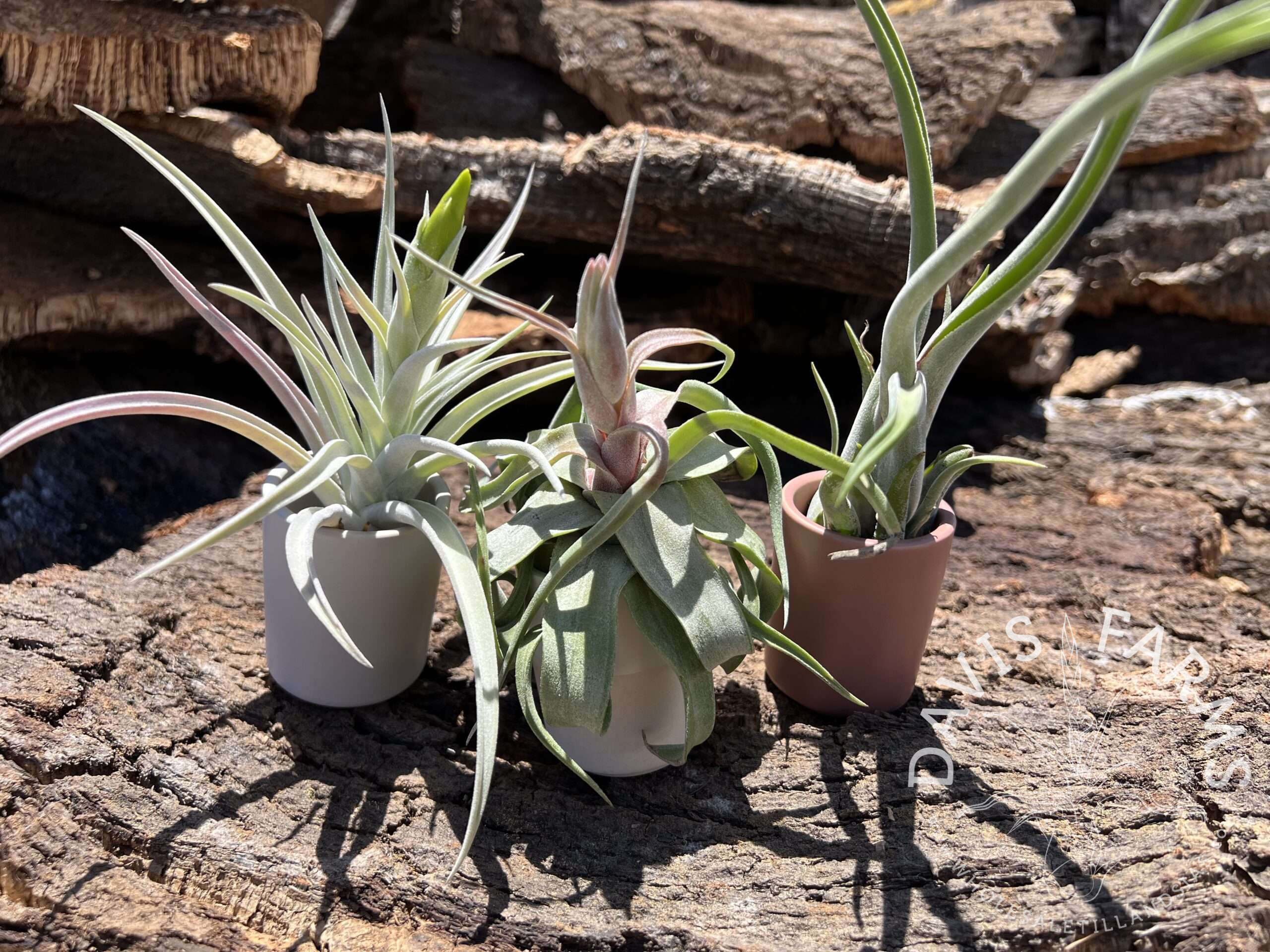 Limited Edition Ceramic Pot