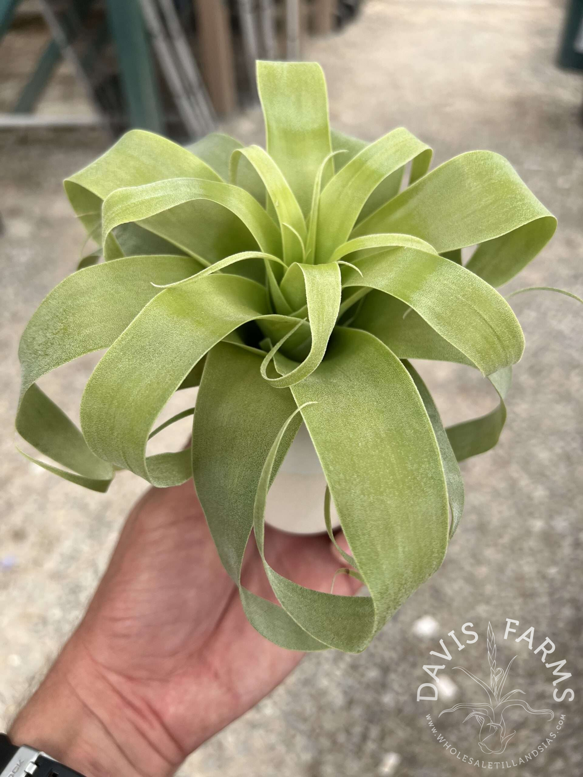 Limited Edition Ceramic Pot