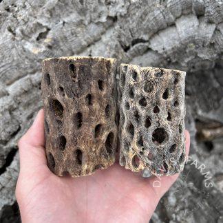 Natural Cholla Stump