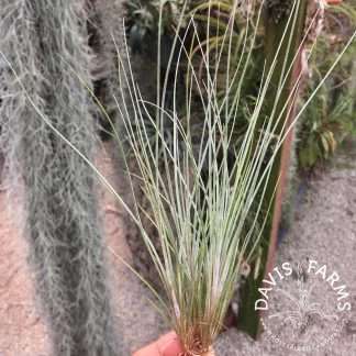 Tillandsia setacea