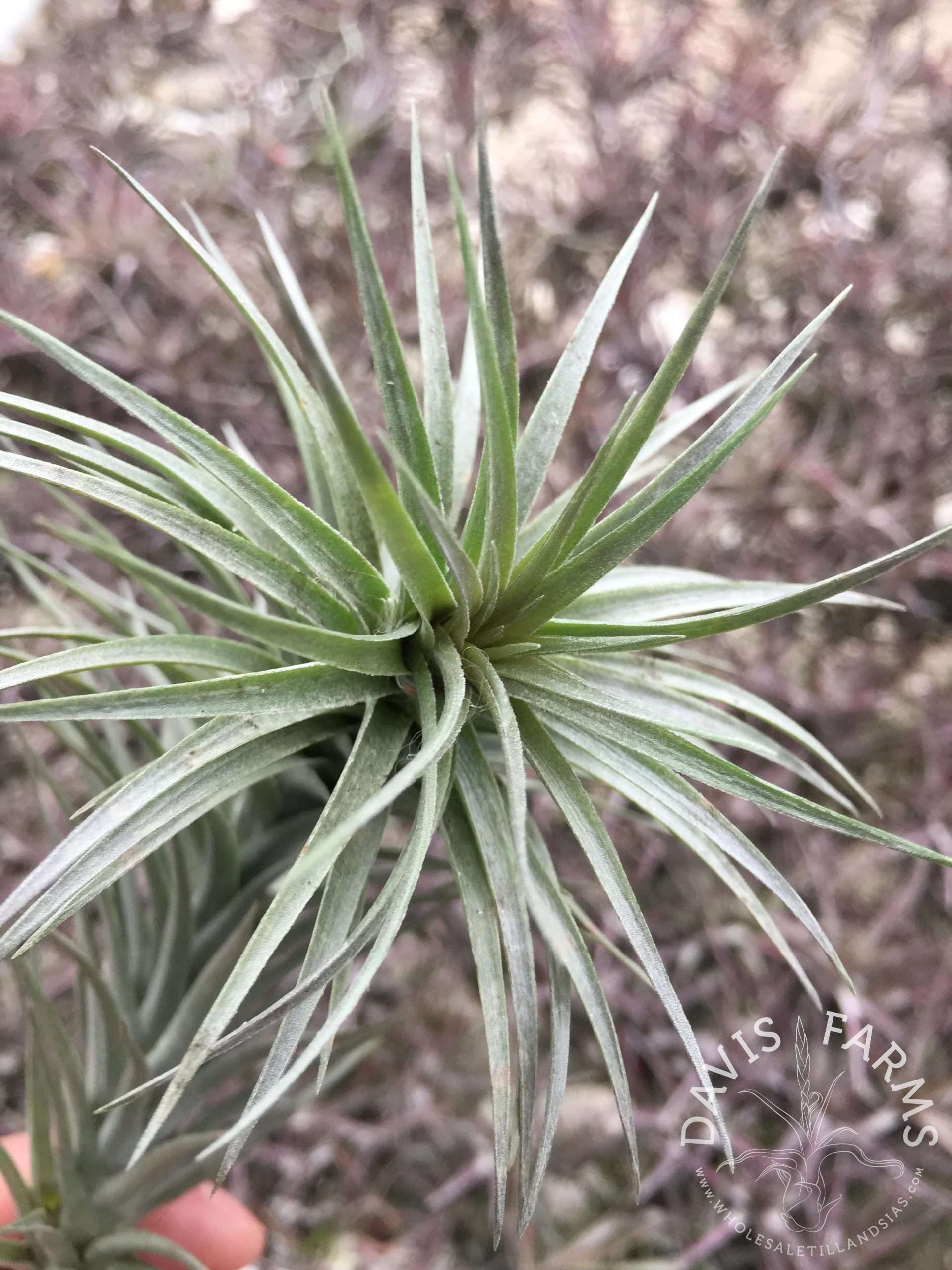 Tillandsia aeranthos x araujei air plant