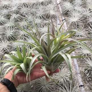 Tillandsia Capitata Yellow Large Form